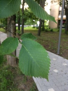 IMG_4897.JPG