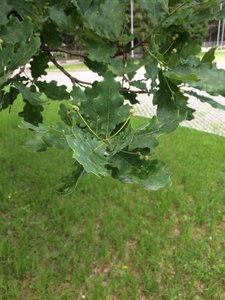 IMG_4911.JPG