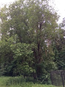 IMG_4958.JPG
