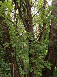 IMG_4962.JPG