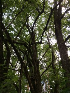 IMG_4963.JPG