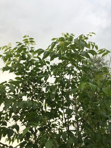 IMG_4939.JPG