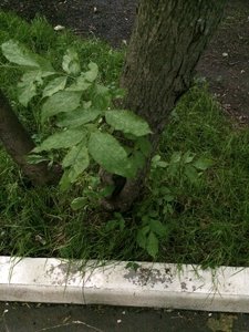 IMG_4979.JPG