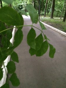 IMG_4982.JPG