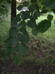 IMG_5019.JPG