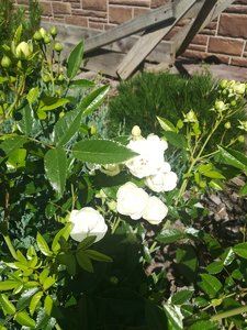 IMG_20210619_104343.jpg
