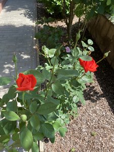 29064C24-E33A-4E00-A692-A72F2A65FF89.jpeg