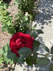 7163F31B-49C3-494B-BE15-34CCB8DA8064.jpeg