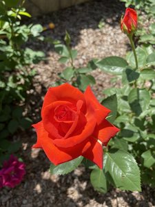 808DFBD0-E624-4DCF-9942-BCFEA1CDBEBC.jpeg