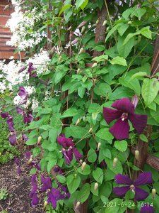 IMG_20210624_161434.jpg