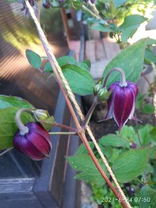 IMG_20210624_075027.jpg