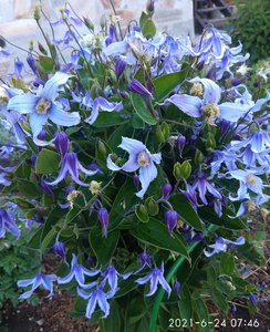 IMG_20210624_075932.jpg