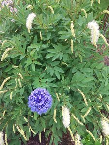 IMG_20210624_161015.jpg