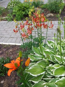 IMG_20210624_161824.jpg