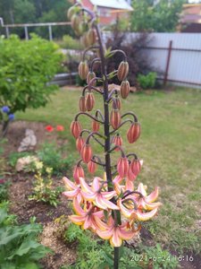 IMG_20210624_161603.jpg