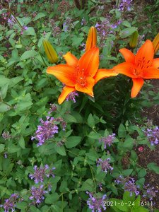 IMG_20210624_161121.jpg