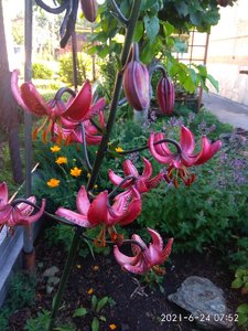 IMG_20210624_075258.jpg