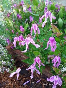 IMG_20210626_064300.jpg