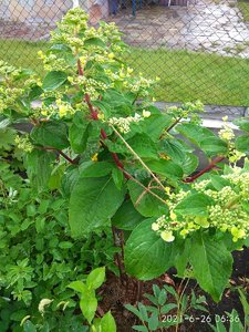 IMG_20210626_063640.jpg