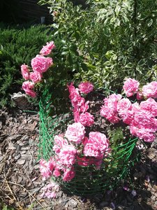 IMG_20210626_112209.jpg
