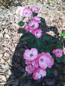 IMG_20210626_094302.jpg