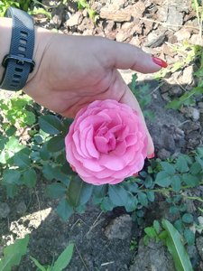 IMG_20210626_094342.jpg