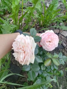 IMG_20210626_094351.jpg