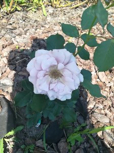 IMG_20210626_094252.jpg