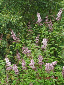 DSCF3413.JPG