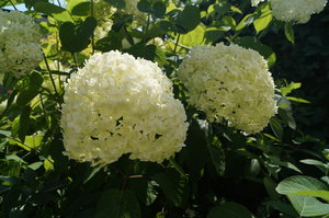 DSC00365.JPG