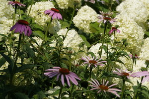 DSC00254.JPG
