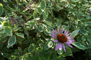 DSC00307.JPG