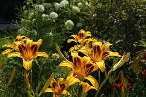 DSC00318.JPG
