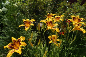 DSC00341.JPG