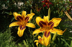 DSC00348.JPG