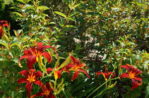 DSC00324.JPG