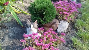 кошка в очитках1.jpg