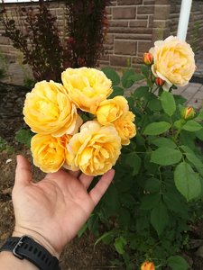 IMG_20210704_105612.jpg
