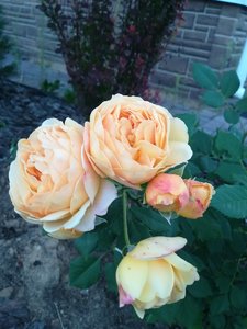 IMG_20210703_205747.jpg
