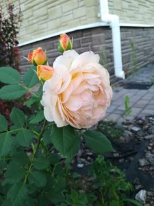IMG_20210703_202341.jpg