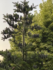89F1733C-DC90-4961-ABF1-7131C631CCAE.jpeg