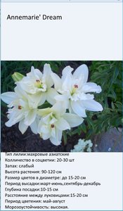 Лилия ази.Аннамари Дрим (lilium Annemarie's Dream)  Сорт 2011 года.jpg