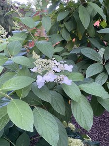 7935FFDF-359D-401D-ADBF-40E7E0E131C7.jpeg