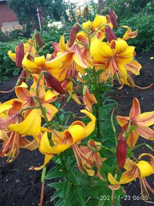 IMG_20210723_063533.jpg