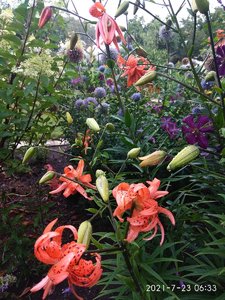 IMG_20210723_063302.jpg