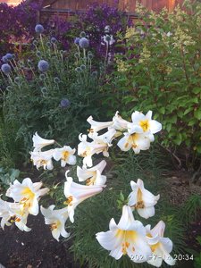 IMG_20210714_203440.jpg