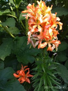 IMG_20210712_064320.jpg