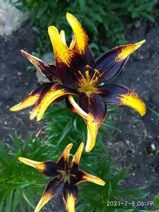 IMG_20210708_061944.jpg