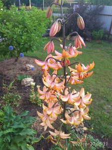 IMG_20210630_062144.jpg