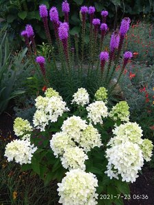 IMG_20210723_063640.jpg